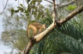 /album/en-pantanal-mt/a1048735-445293528899140-9461915-o-prego-jpg/
